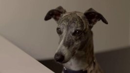 whippet.jpg