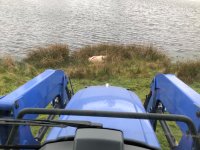Dead ewe.jpg