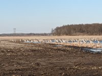 Sandhill Cranes.jpg