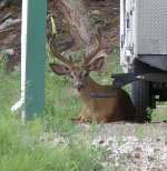 Bucks July 8-13 003.jpg