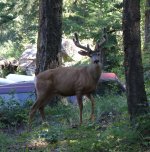 Big Bucks July 8-13 004.jpg