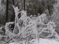 20190115_Frost on trees (3).jpg 20190115_Frost on trees (3).jpg