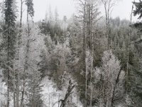 20190115_Frost on trees (4).jpg 20190115_Frost on trees (4).jpg