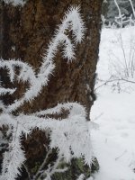 20190115_Frost on trees (5).jpg 20190115_Frost on trees (5).jpg