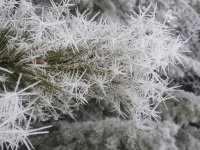 20190115_Frost on trees (6).jpg 20190115_Frost on trees (6).jpg