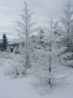 20190115_Frost on trees (8).jpg 20190115_Frost on trees (8).jpg