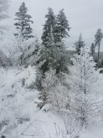 20190115_Frost on trees (9).jpg 20190115_Frost on trees (9).jpg