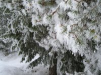20090121_Frost1.JPG 20090121_Frost1.JPG