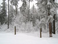 20090121_Frost8.JPG 20090121_Frost8.JPG