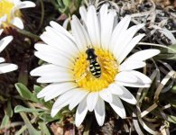 bee.jpg