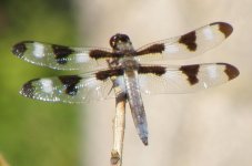 Dragon fly 002.jpg