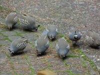 Pics.of Quail 002.jpg