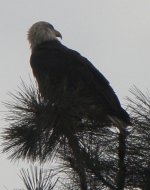eagle 005_2.jpg