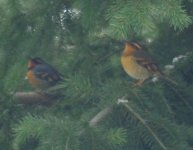 Jan.14-15 Mt Thrush 003.jpg