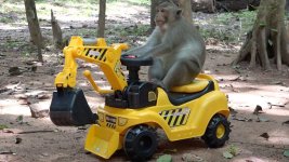 monkey.jpg