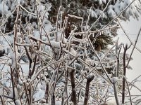 ice lilacs.jpg