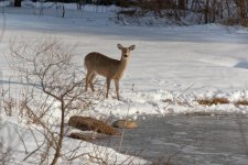 DJC14159_deer_pond.jpg