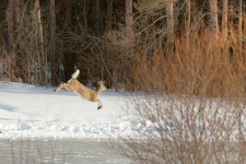 DJC14160_deer_jump.jpg