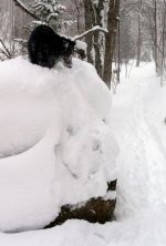 snow dog rock.c.jpg