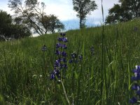 2020-04-06Lupins.jpg