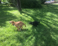 DOGS.png