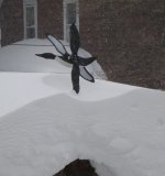 looney swims in snow.a.jpg