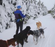 snowanddogs23.jpg