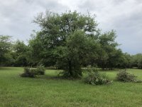 IMG_1652.jpg