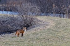 IMG_2835fox.jpg