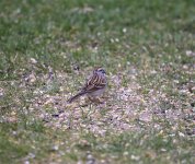 IMG_2009 (2).JPG
