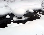 DL snow mushrooms.jpg
