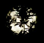 SUPERMOON 4 8 20.jpg SUPERMOON 4 8 20.jpg