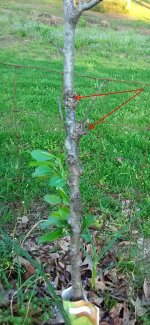 Pear2.jpg