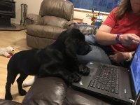 Emma fascinated by a dog video on lap top July 2018.jpg