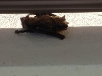 bat20200530_163611.jpg