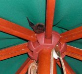 bats.jpg