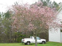 Cherry Tree -b 3-24-2002.JPG