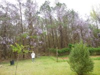 Wisterias -a.JPG