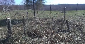 Stumps.jpg Stumps.jpg