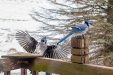 Bluejays-2.jpg