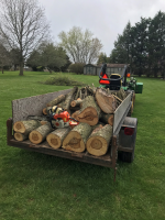 down tree headed to the wood pile.png