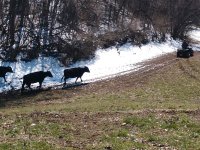 cows 3.jpg