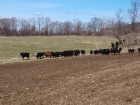 cows 5.jpg