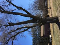 IMG_1525[1].JPG