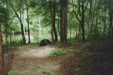 bear.jpg