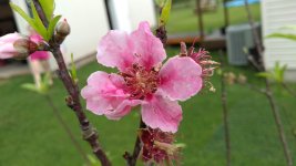 IMG_20200328_140125146.jpg