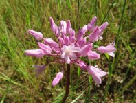2020-05-03Pink Clusters.jpg