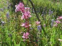 2020-05-03PinkClusterLupines.jpg