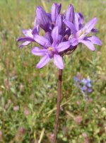 2020-05-03PurpleCluster.jpg