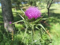 2020-05-03Thistle.jpg